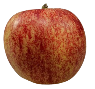 Obst-Kruse-Apfelsorte-Apfelsorte Gala
