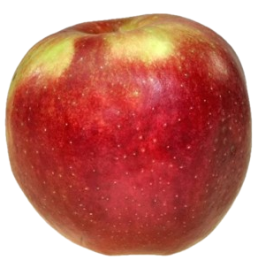 Obst-Kruse-Apfelsorte-Apfelsorte Rubinstar